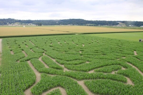 Thomas Family Farm