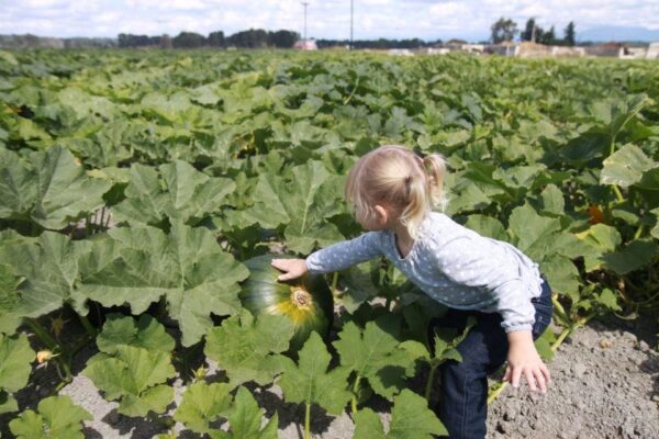 Thomas Family Farm