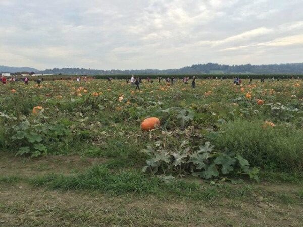 Thomas Family Farm