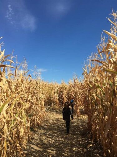 Halloween Land Corn Maze at Twin Oaks Farms