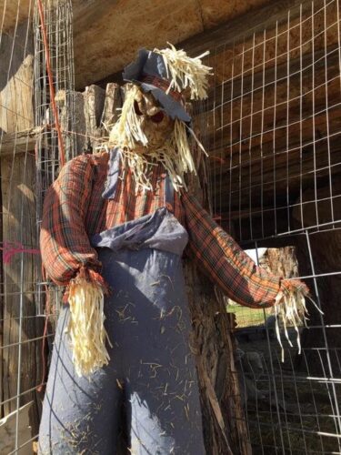 Halloween Land Corn Maze at Twin Oaks Farms