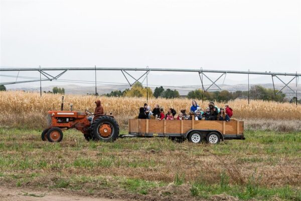 Halloween Land Corn Maze at Twin Oaks Farms