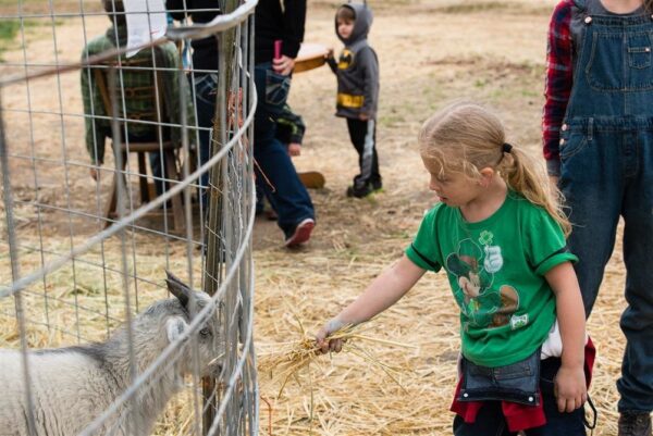 Halloween Land Corn Maze at Twin Oaks Farms