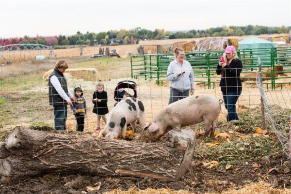 Halloween Land Corn Maze at Twin Oaks Farms