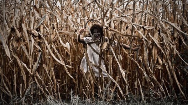 Union Gap Corn Maze and Pumpkin Patch