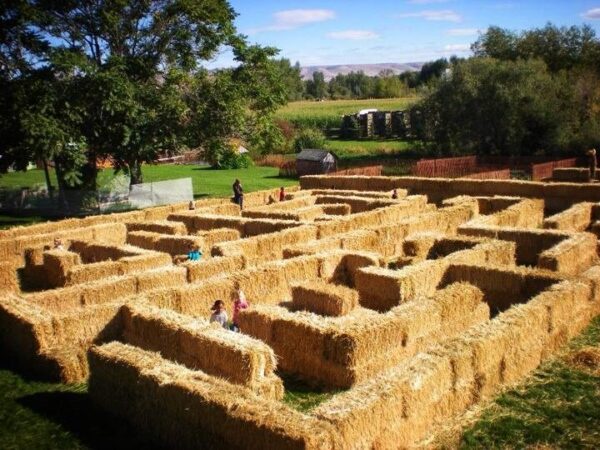 Union Gap Corn Maze and Pumpkin Patch
