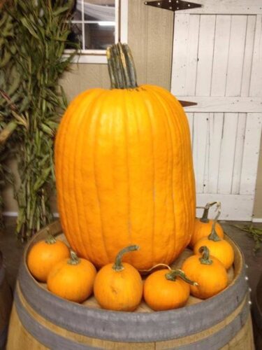 Union Gap Corn Maze and Pumpkin Patch