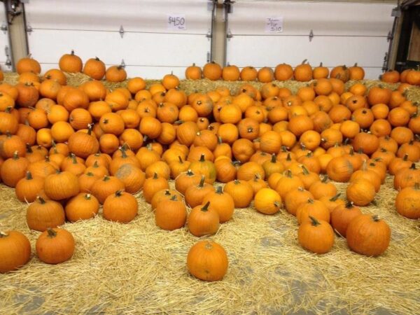 Union Gap Corn Maze and Pumpkin Patch