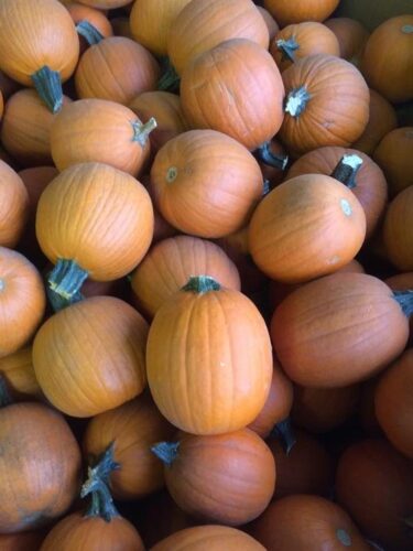 Union Gap Corn Maze and Pumpkin Patch