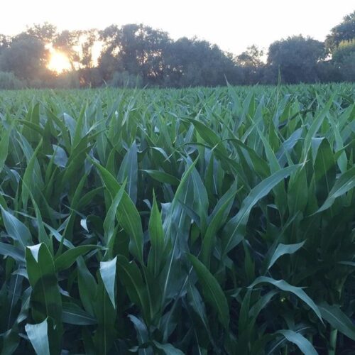 Union Gap Corn Maze and Pumpkin Patch