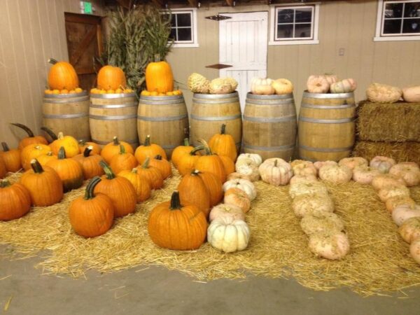 Union Gap Corn Maze and Pumpkin Patch