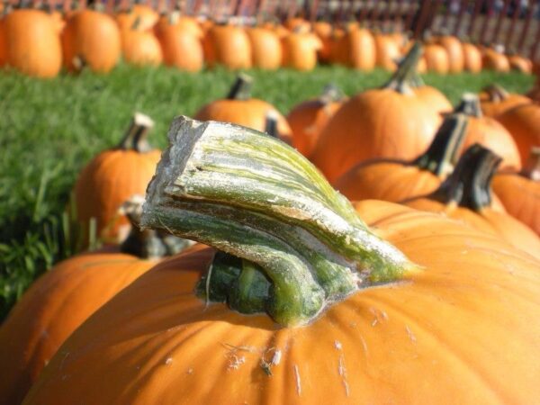 Union Gap Corn Maze and Pumpkin Patch