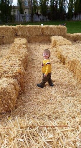 Union Gap Corn Maze and Pumpkin Patch