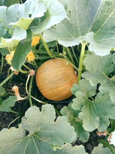 Union Gap Corn Maze and Pumpkin Patch