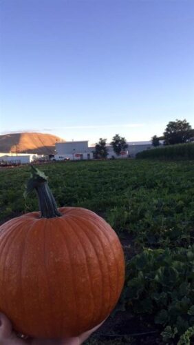 Union Gap Corn Maze and Pumpkin Patch