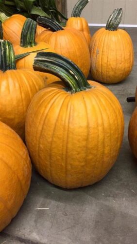 Union Gap Corn Maze and Pumpkin Patch