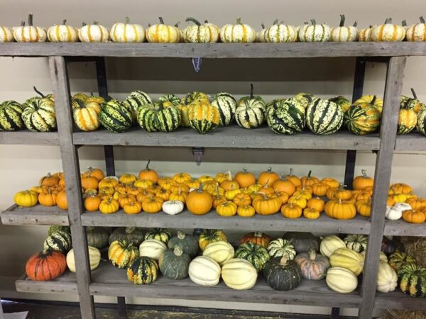 Union Gap Corn Maze and Pumpkin Patch