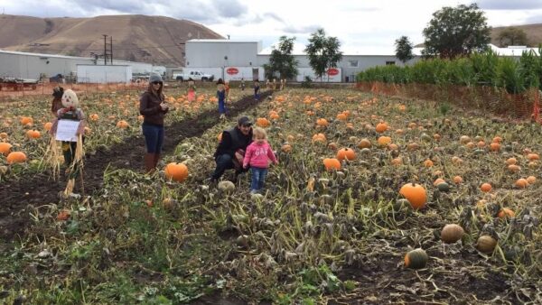 Union Gap Corn Maze and Pumpkin Patch