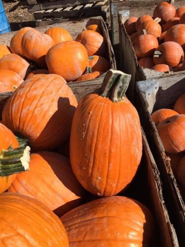 Union Gap Corn Maze and Pumpkin Patch
