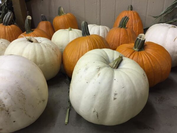 Union Gap Corn Maze and Pumpkin Patch