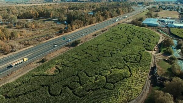 Union Gap Corn Maze and Pumpkin Patch