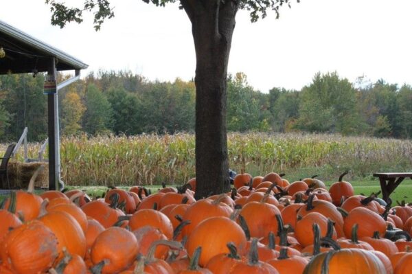 Haunted Hayride at Wheatfield Pumpkin Farm