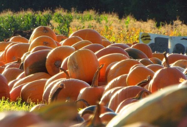 Haunted Hayride at Wheatfield Pumpkin Farm