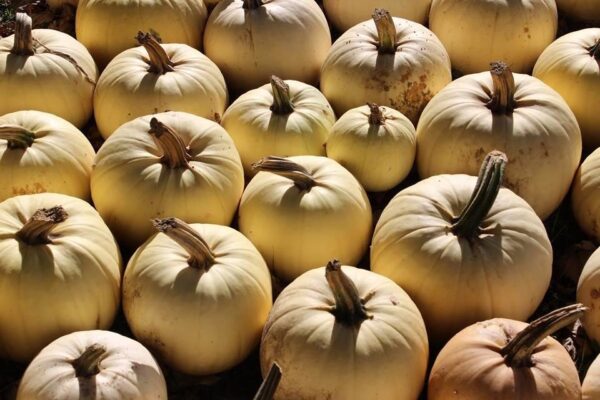 Haunted Hayride at Wheatfield Pumpkin Farm