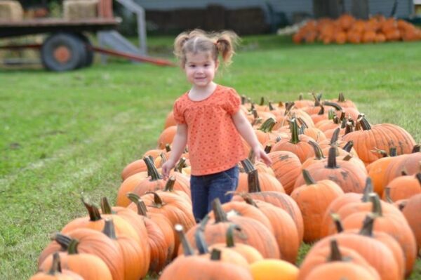 Haunted Hayride at Wheatfield Pumpkin Farm