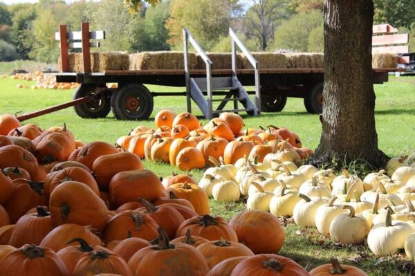 Haunted Hayride at Wheatfield Pumpkin Farm