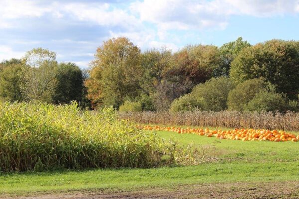 Haunted Hayride at Wheatfield Pumpkin Farm