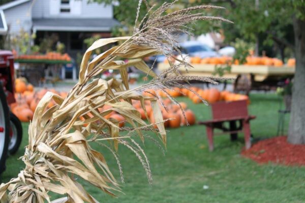 Haunted Hayride at Wheatfield Pumpkin Farm