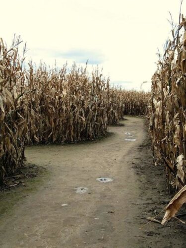 Wilke's Haunted Weekends & Corn Maze