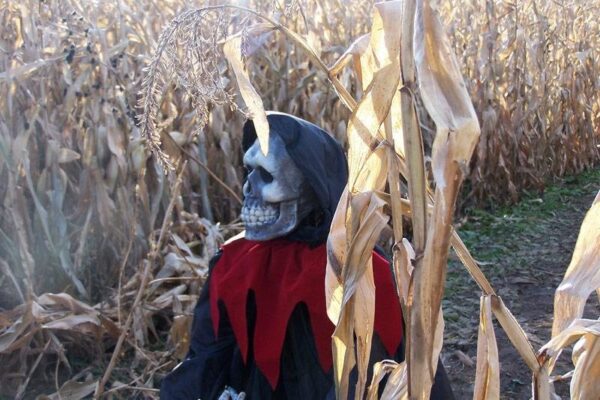 Willow Springs Haunted Corn Maze