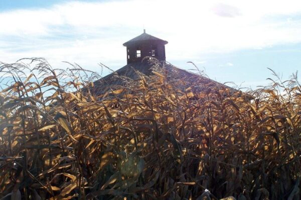 Willow Springs Haunted Corn Maze