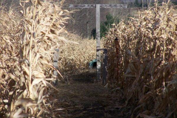 Willow Springs Haunted Corn Maze