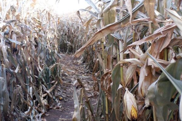 Willow Springs Haunted Corn Maze