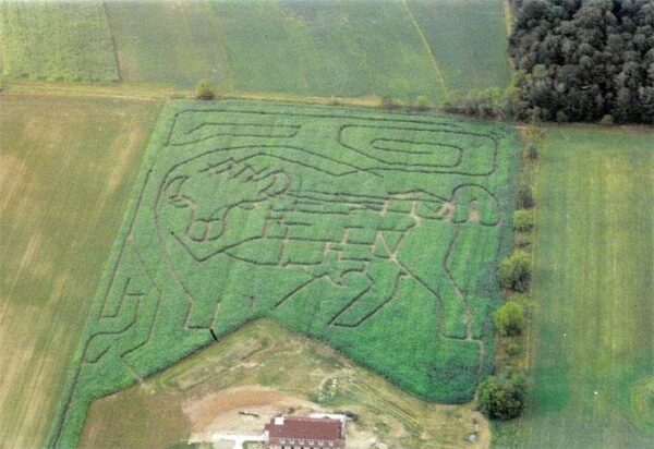 Willow Springs Haunted Corn Maze