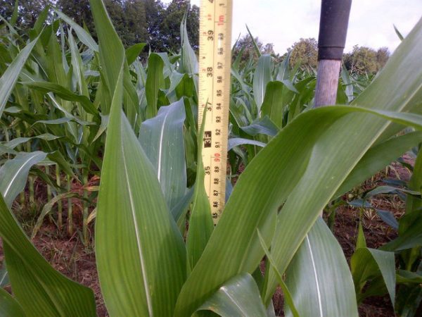 Sonshine Family Farms