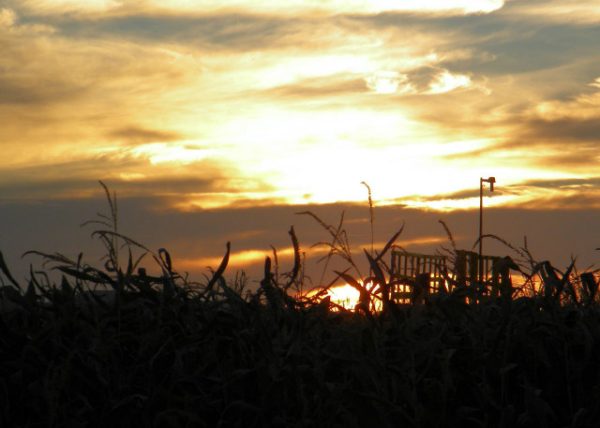 Black Island Farms Corn Maze and Harvest Festival