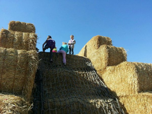 Black Island Farms Corn Maze and Harvest Festival