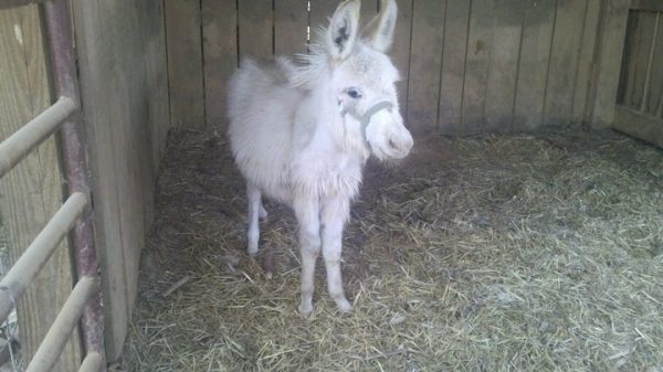 Family Fun At Red Mill Farms