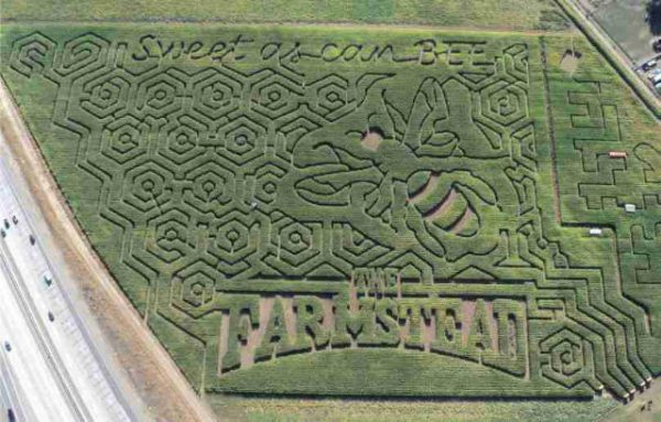 The Farmstead Corn Maze and Pumpkin Festival