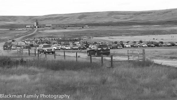 Sterling Cattle Company and Corn Maize