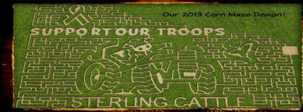 Sterling Cattle Company and Corn Maize