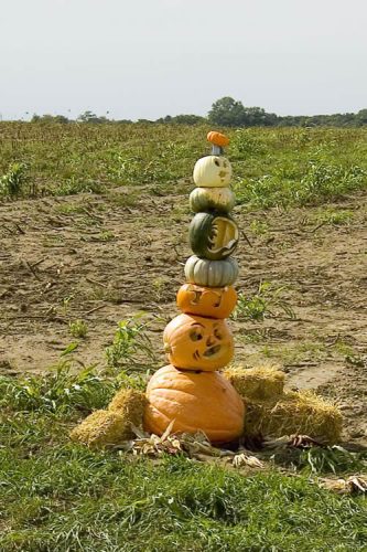 New Salem Corn Maze