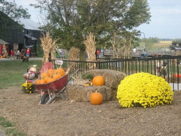 Pumpkin Days on the Farm