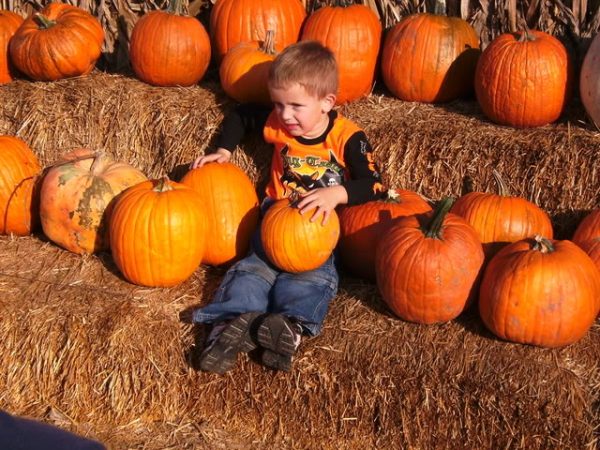 Pumpkin Days on the Farm