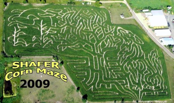 Shafer Corn Maze