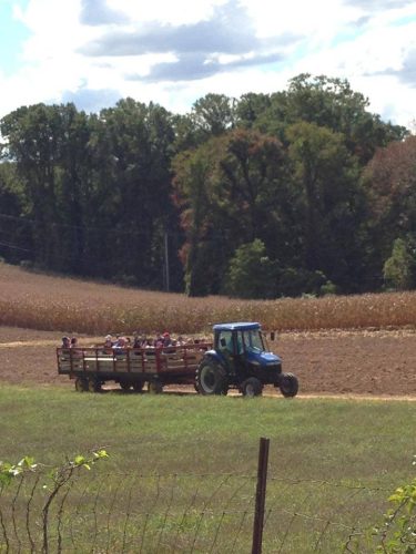 Hurricane Hill Farm Corn Maze